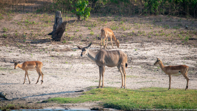 Large female greater kudu with white body stripes standing among several smaller impalas on a sandy bank.