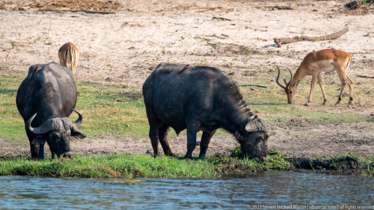 Two dark African buffalo grazing beside the river with several impalas feeding on the bank behind.