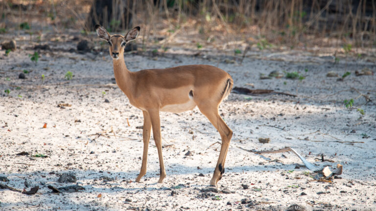 Female impala standing in profile on pale sandy ground, with reddish coat, white belly, and no horns.