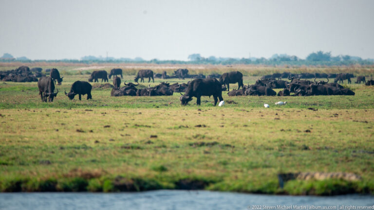 Large African buffalo herd resting and grazing across a green floodplain beyond the river.