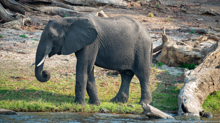 African savanna elephant walking beside the river with trunk curled and one tusk visible.