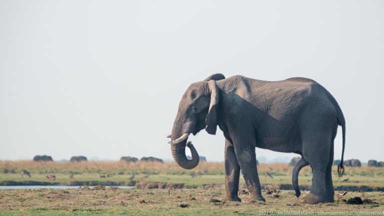 African savanna elephant in profile on open floodplain with trunk curled upward and tusks visible.