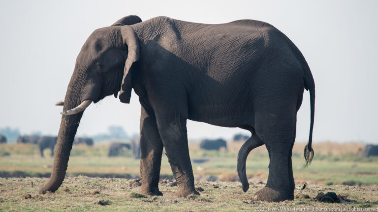 Close side view of an African savanna elephant walking with trunk lowered and one foreleg raised.