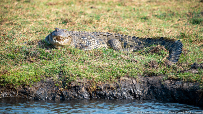 Nile crocodile lying on a grassy riverbank with its body and banded tail fully visible.