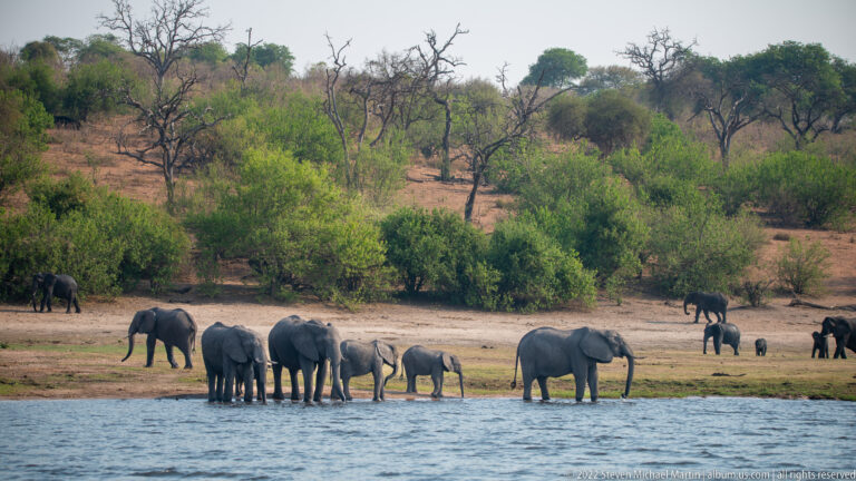 Herd of African savanna elephants, including young animals, gathered to drink along a riverbank below woodland.