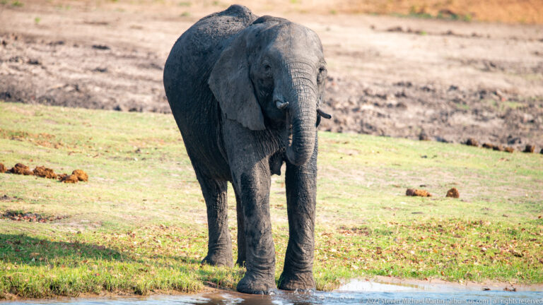 African bush elephant facing forward on grassy riverbank with its feet at the water's edge.