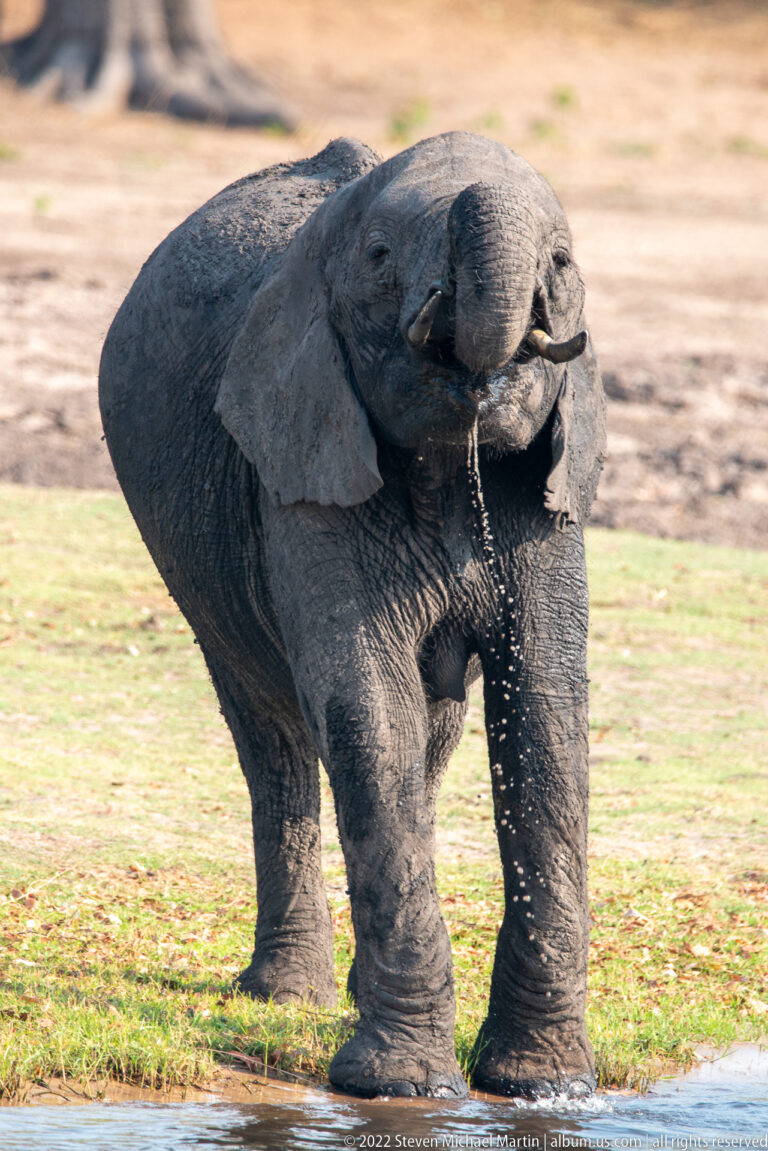 African bush elephant beside the river curling its trunk upward as water splashes from its mouth and face.