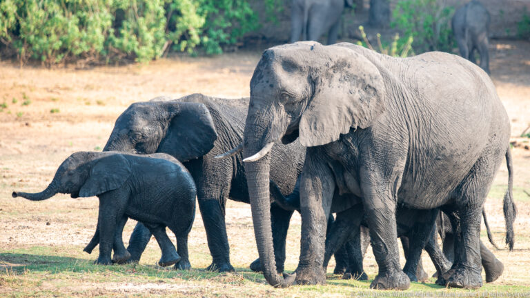 Adult and juvenile African bush elephants clustered together on an open floodplain near the river.