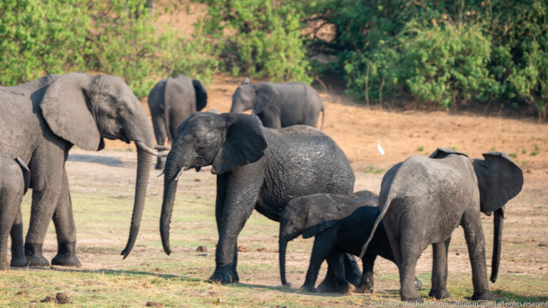 Mixed-age herd of African bush elephants on grass, with a small calf partly sheltered beneath an adult.