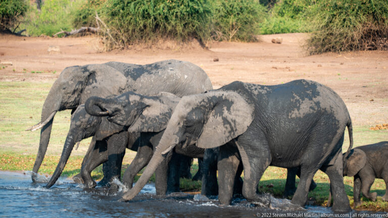 Herd of African bush elephants packed along the riverbank with trunks lowered into the water to drink.