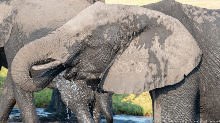 Close side view of an African bush elephant with curled trunk and water spilling from its mouth.
