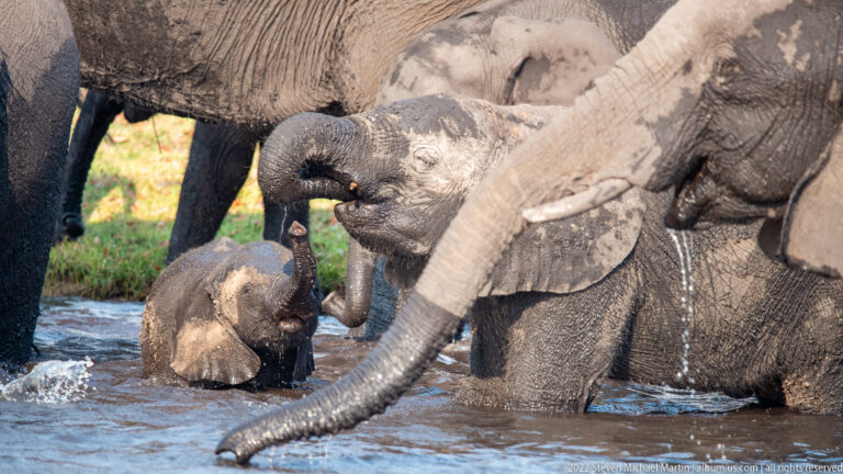 Elephant calves bathing in shallow water among adult legs and trunks, with one calf nearly submerged.