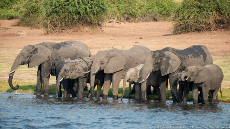 Large herd of African bush elephants standing in a line at the edge of the river.