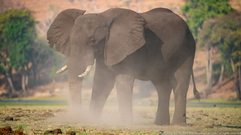 African bush elephant standing with ears spread in a cloud of dust on open ground.