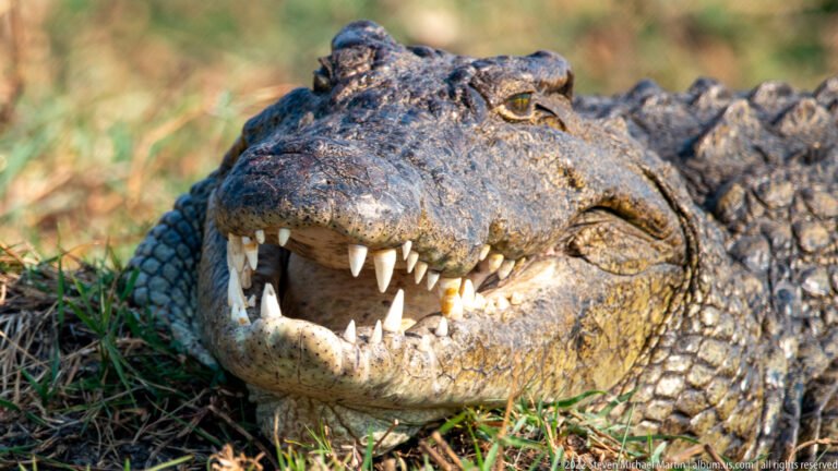 Close view of a Nile crocodile’s head with open jaws, exposed teeth, raised eyes, and armored scales.