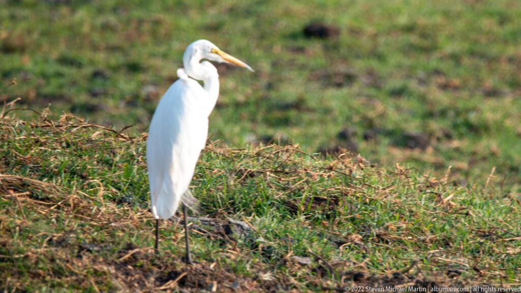 Great egret with white plumage, long yellow bill, and dark legs standing in green riverside vegetation.