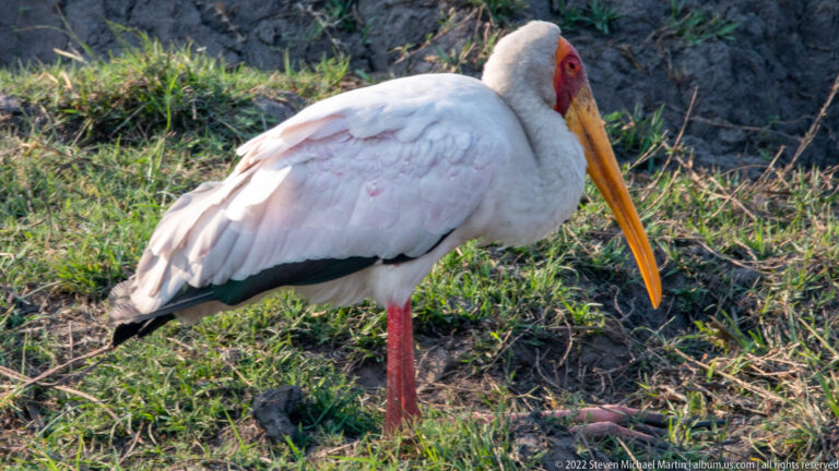 Yellow-billed stork standing on grass with yellow-orange bill, red facial skin, white body, and dark wing feathers.