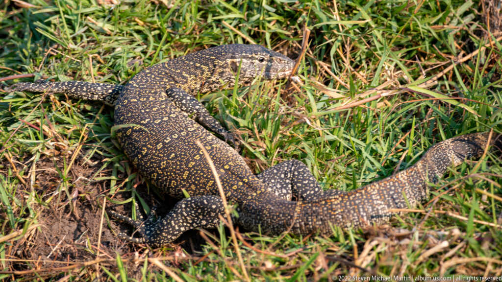 Nile monitor with dark, yellow-spotted body and long tail moving through green riverside grass.