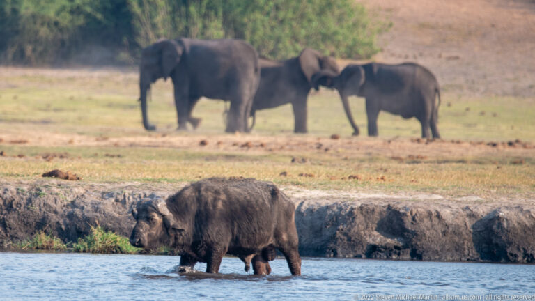 Hippopotamus wading in shallow water with three African bush elephants standing on the floodplain behind.