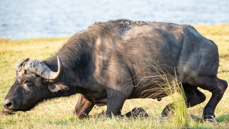 African buffalo in side profile grazing on short grass beside blue river water.