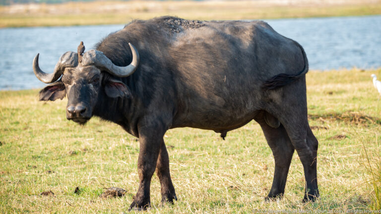 African buffalo standing broadside on grass with a small oxpecker perched on its back.