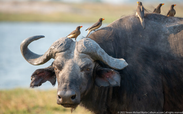 Close African buffalo with several yellow-billed oxpeckers perched on its head and back.