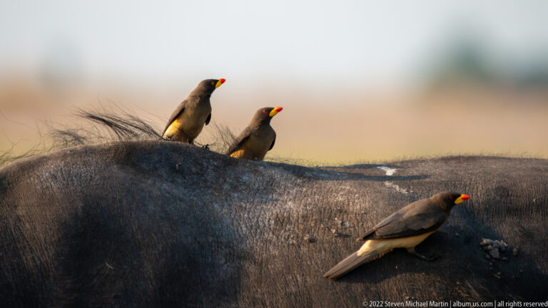 Three yellow-billed oxpeckers perched on the dark back of an African buffalo, one probing the hide.