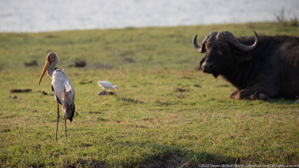 Yellow-billed stork standing on grass with a resting African buffalo and a small white egret behind.