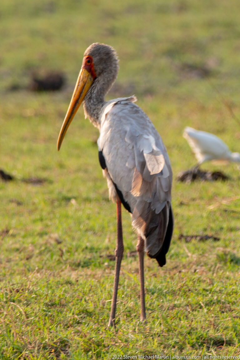 Yellow-billed stork standing in grass, showing its long yellow-orange bill, red face, white plumage, and pink legs.
