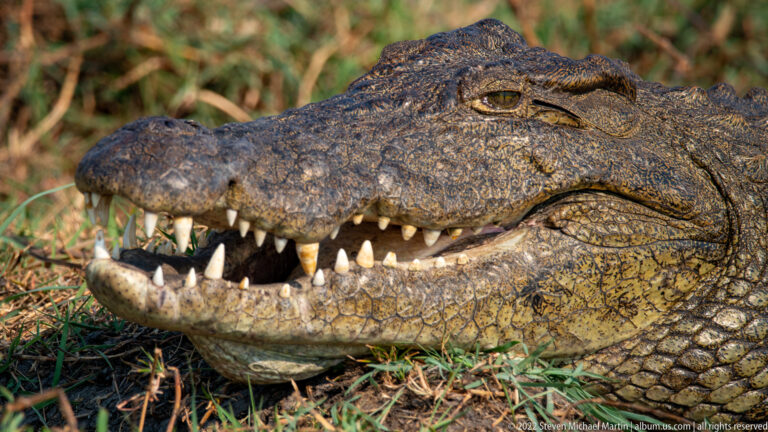 Side-profile close-up of a Nile crocodile with its mouth open among dry grasses.