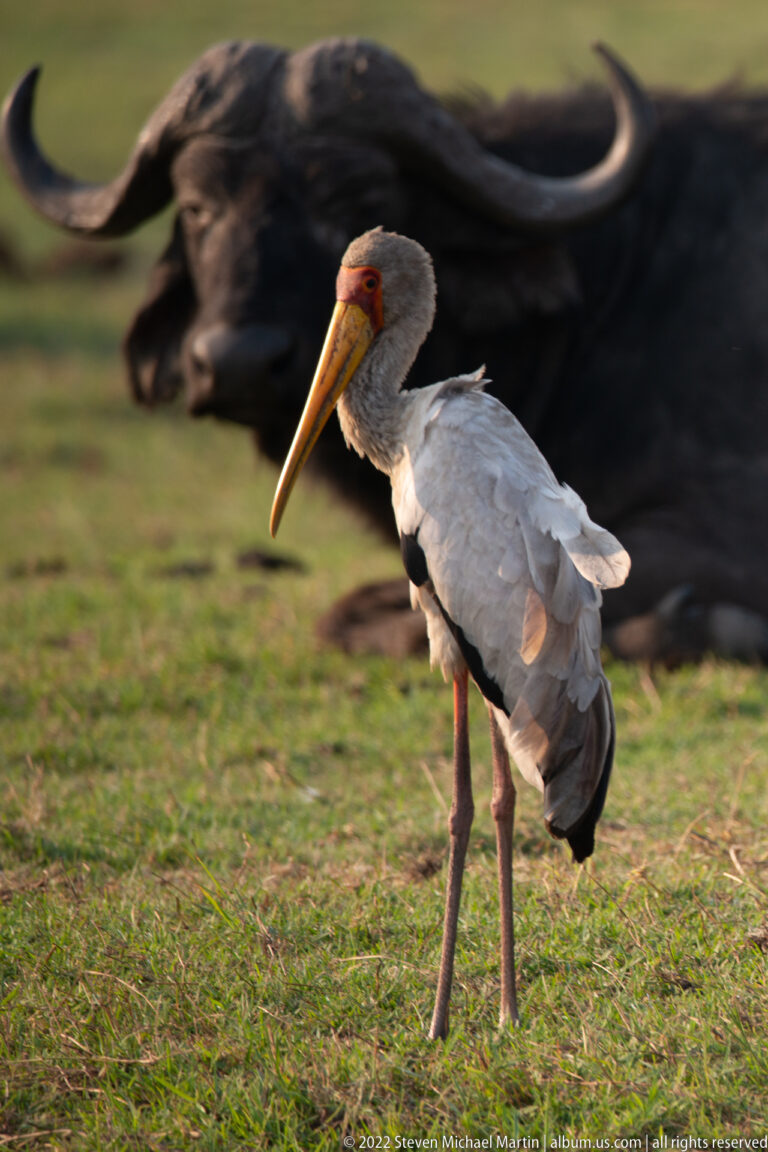 Yellow-billed stork standing in sharp focus on grass with a resting African buffalo blurred behind.