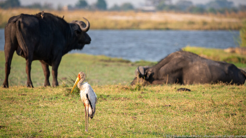 Yellow-billed stork in foreground with an African buffalo standing left and a hippopotamus resting near water behind.