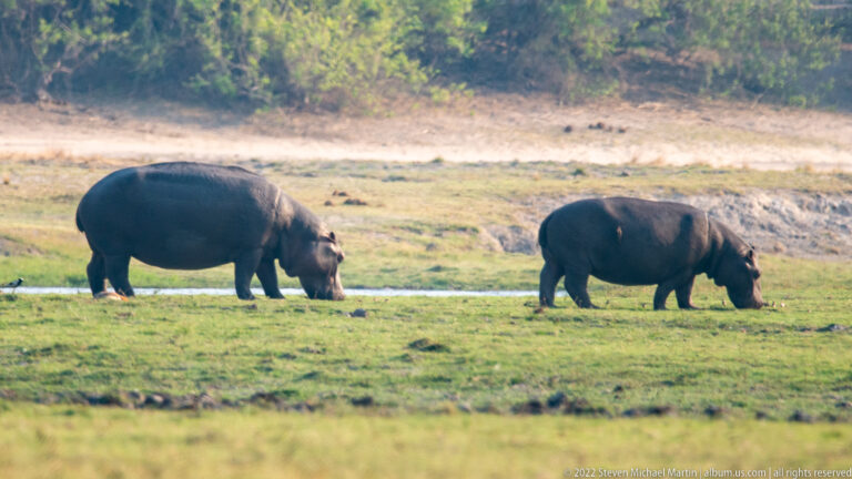 Two hippopotamuses walking and grazing on short green grass beside a narrow water channel.