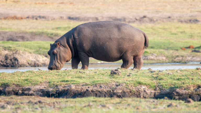 Single hippopotamus in side profile grazing on short grass beside the river.