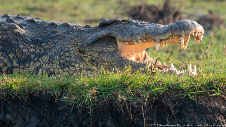 Close Nile crocodile on a grassy bank with jaws wide open and rows of conical teeth exposed.