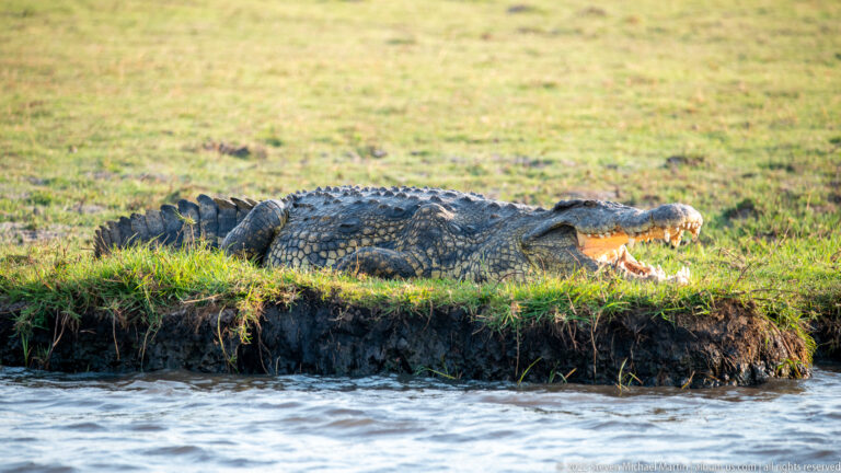 Nile crocodile stretched on a grassy riverbank above the water with its mouth open.