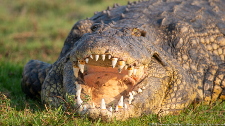 Nile Crocodile