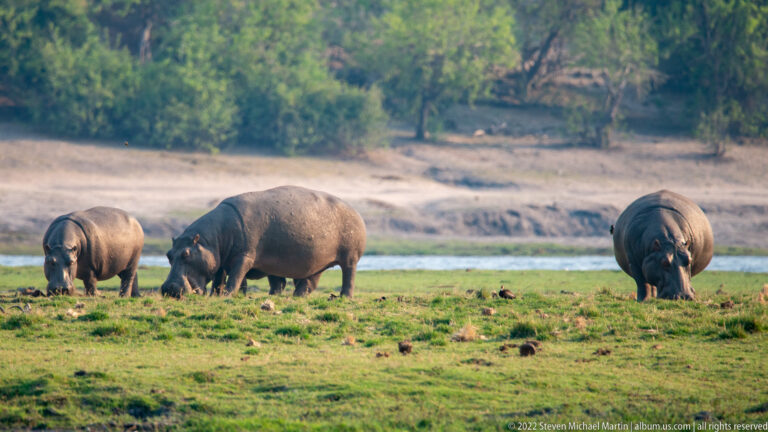 Three hippopotamuses grazing on a broad green floodplain with river and pale bank behind.