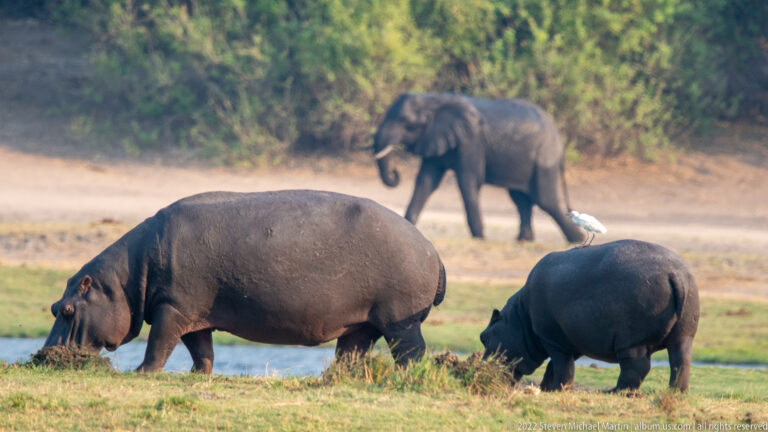 Two hippopotamuses grazing in foreground with an African bush elephant walking across the floodplain behind.