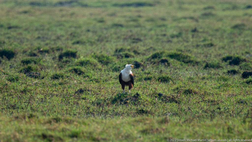 African fish eagle standing upright in green floodplain grass, with white head and dark body.