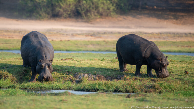 Two hippopotamuses grazing side by side on short grass beside a small pool.