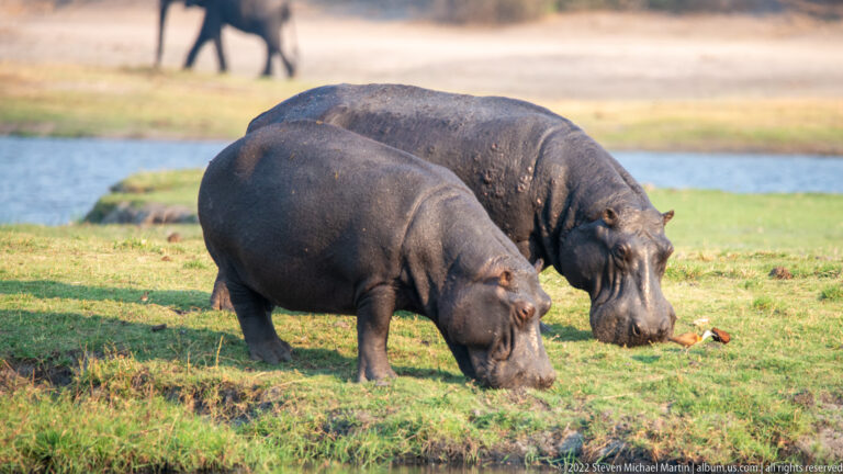 Two hippopotamuses grazing side by side on green riverbank grass with blue water behind them.