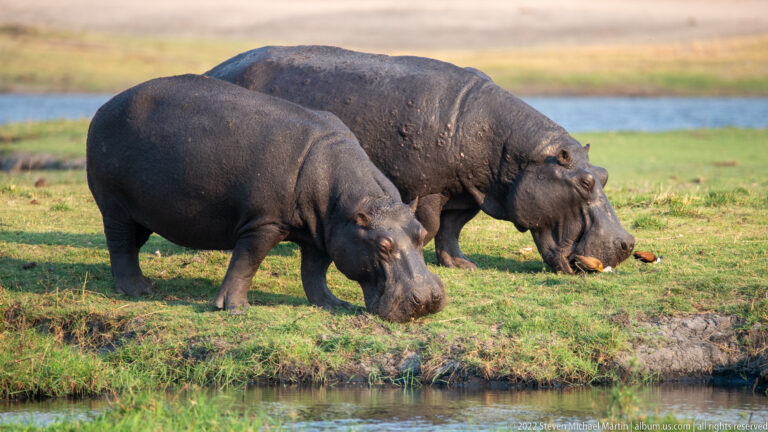 Two hippopotamuses grazing at different levels of a grassy, eroded riverbank beside water.
