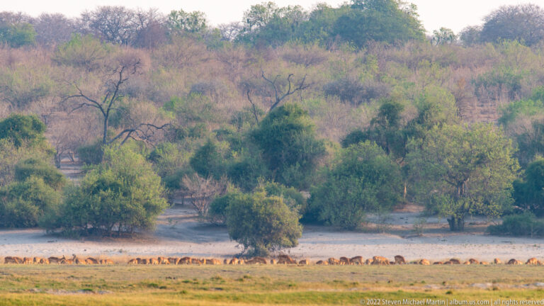 Distant line of African bush elephants crossing an open floodplain beneath dense woodland.
