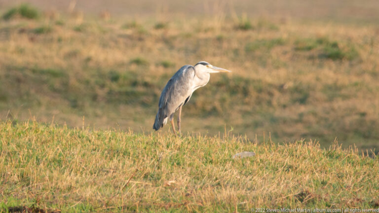 Grey heron standing upright in sunlit floodplain grass above a shallow channel.