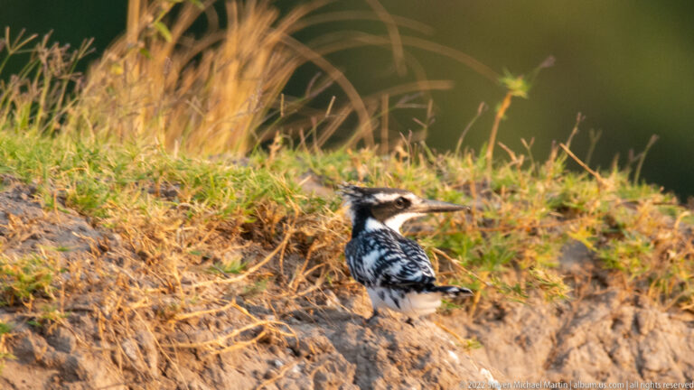 Pied kingfisher perched on a dry earthen riverbank with black-and-white plumage and long bill visible.