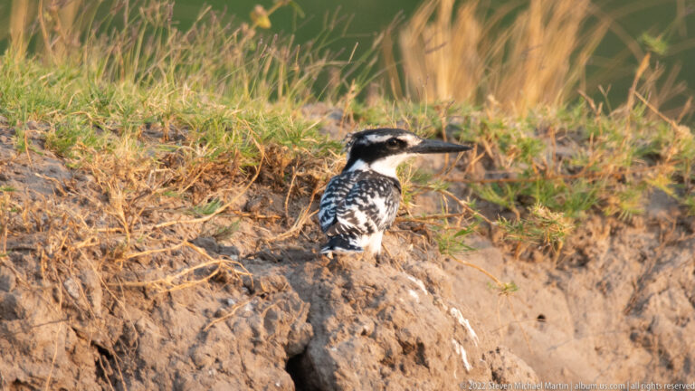 Pied kingfisher perched beside a small cavity in a steep sandy riverbank.