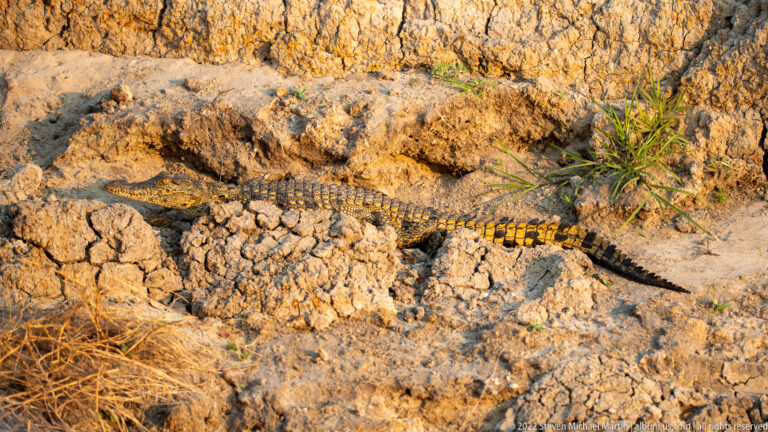 Young Nile crocodile lying on cracked mud with a narrow banded body and long tail.