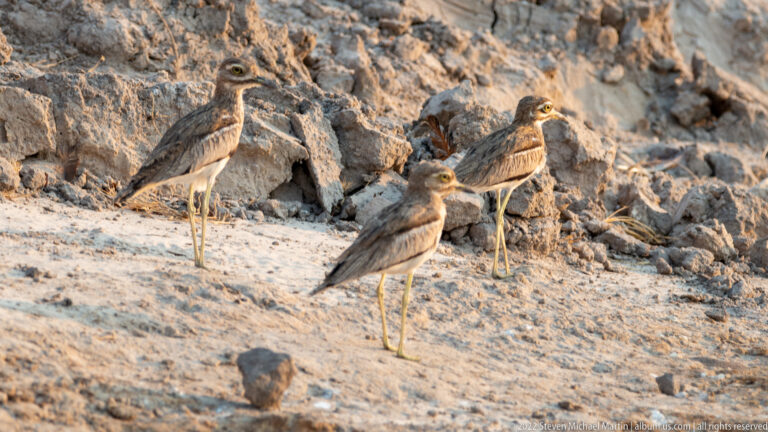 Three water thick-knees standing together on pale sand beneath an eroded riverbank.
