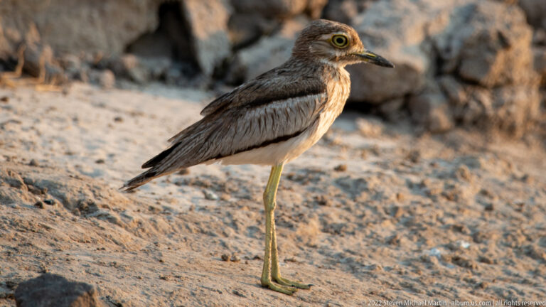 Water thick-knee in profile on sandy ground, showing a large yellow eye and long greenish legs.